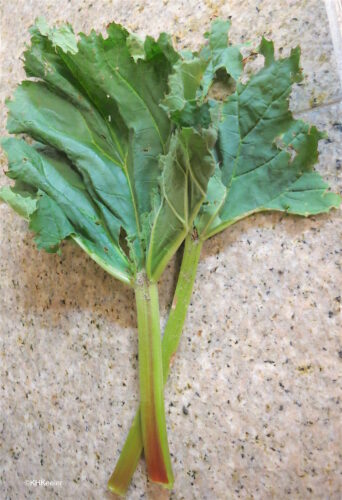 Rhubarb Rheum: Part 1